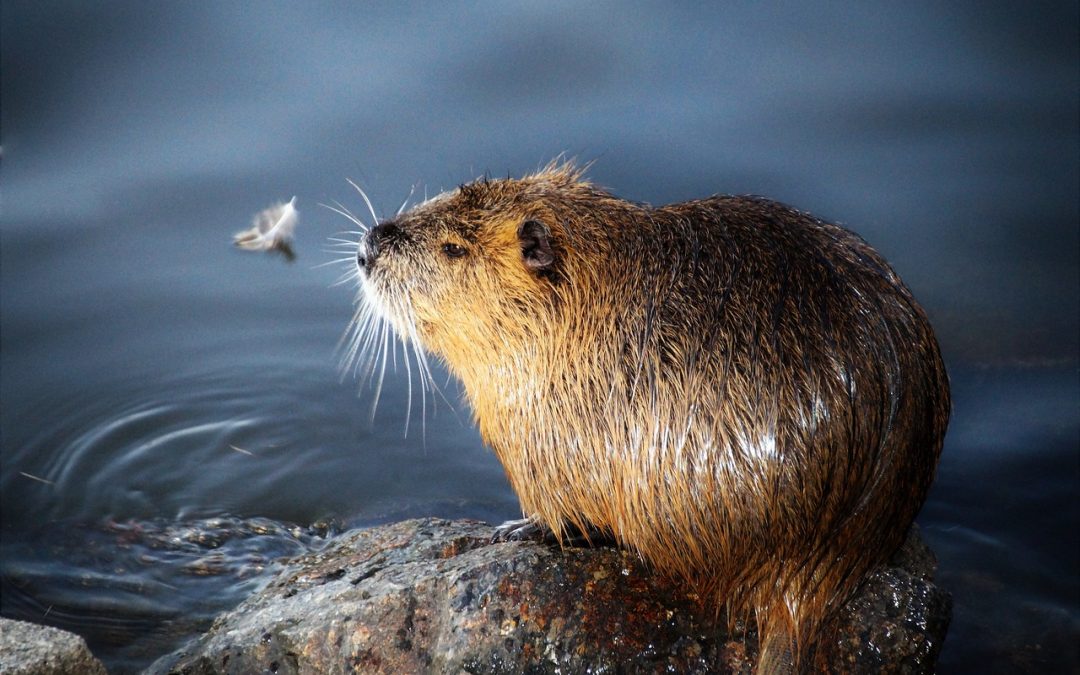 DOPO LA DENUNCIA DI LEAL RINVIATO A GIUDIZIO L’UOMO CHE UCCISE A BASTONATE UNA NUTRIA AL MERCATO DI ORZINUOVI BS