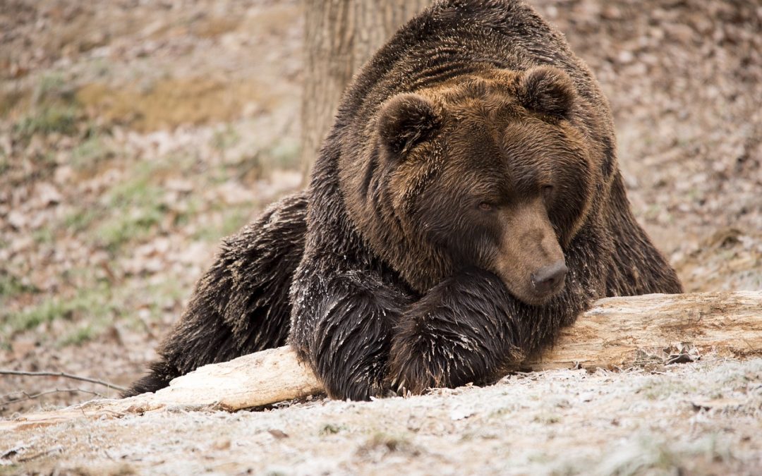 LEAL “RITROVATA ORSA CON CUCCIOLO MORTA IN TRENTINO: FACCIAMO ACCESSO AGLI ATTI E CHIEDIAMO LA PRESENZA DI UN NOSTRO CONSULENTE ALL’ESAME NECROSCOPICO