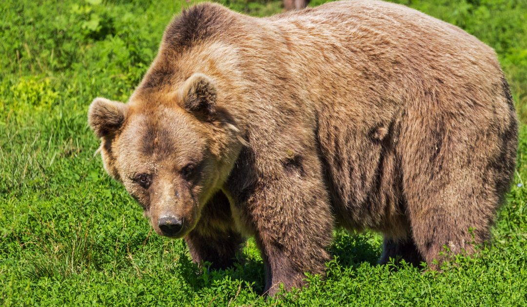 LEAL: “IMMEDIATO ACCESSO AGLI ATTI DOPO CHE UN TURISTA FRANCESE È STATO COINVOLTO IN INCIDENTE CON UN ORSO A DRO IN TRENTINO”