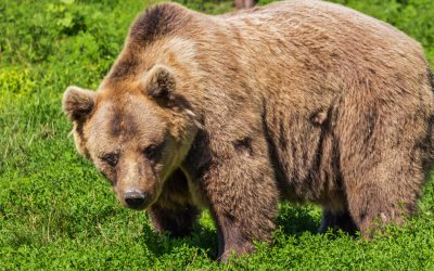 LEAL: “IMMEDIATO ACCESSO AGLI ATTI DOPO CHE UN TURISTA FRANCESE È STATO COINVOLTO IN INCIDENTE CON UN ORSO A DRO IN TRENTINO”