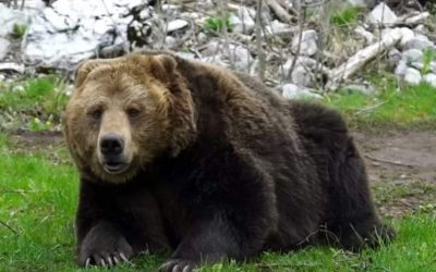 TRENTINO: UN MATTATOIO PER ORSI?