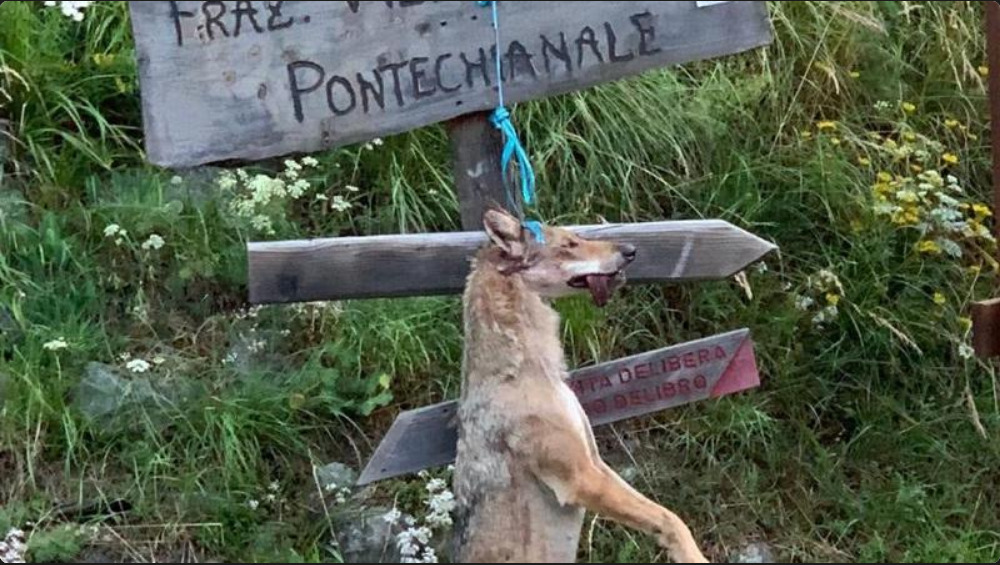 RINVENUTO UN LUPO IMPICCATO AD UN CARTELLO STRADALE IN VALLE VARAITA NEL CUNEESE. LEAL DEPOSITA UNA DENUNCIA CONTRO IGNOTI PER UCCISIONE DI ANIMALI