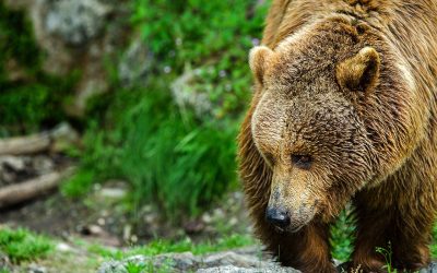 GRAZIE ALL’ISTANZA ANTE CAUSAM DI LEAL IL TAR BLOCCA L’ORDINANZA DI ABBATTIMENTO DELL’ORSO ACCUSATO DI AVER FERITO UN TURISTA