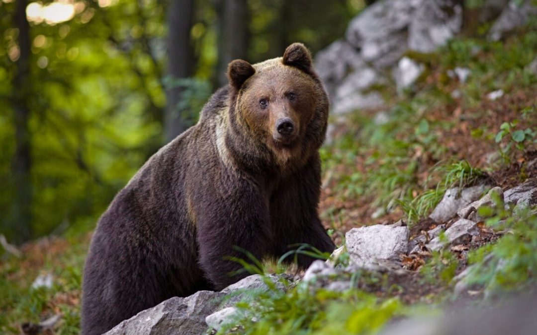 ORSI DEL TRENTINO: L’ORSO MJ5 È STATO UCCISO DA UN COLPO DI ARMA DA FUOCO E COME L’ORSA F36 PER MANO UMANA