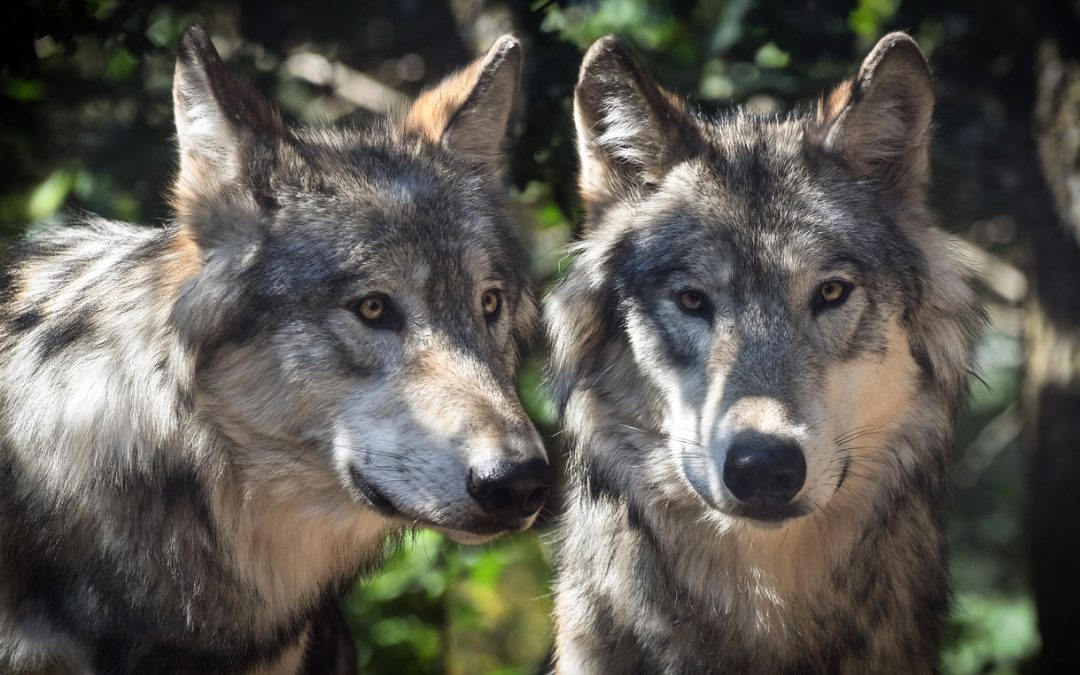 LUPI SOTTO ATTACCO IN VENETO. TROPPE PREDAZIONI? LA RISPOSTA DEL RESPONSABILE FAUNA SELVATICA DI LEAL