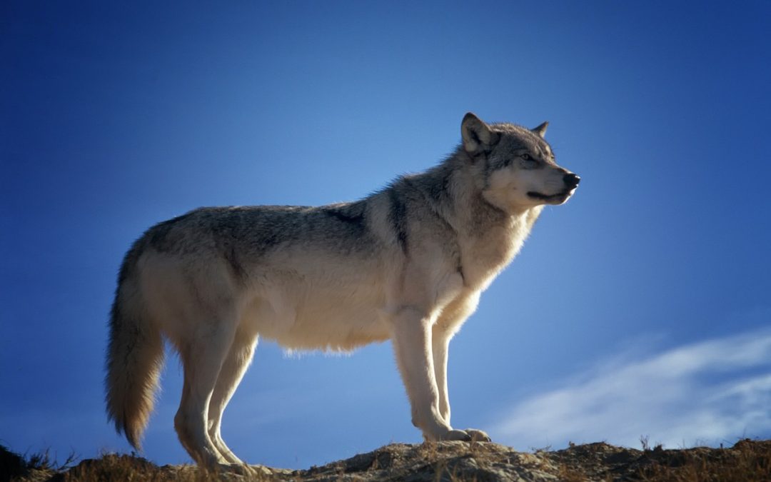 IL LUPO È UNA SPECIE PROTETTA: UN PREDATORE INDISPENSABILE AL DELICATO EQUILIBRIO DEL PIANETA E NON VANNO ABBATTUTI