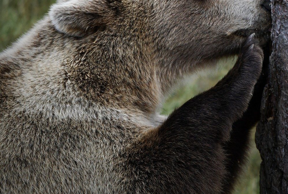 LEAL “UN ALTRO ORSO CONDANNATO A MORTE?” CATTURATO DURANTE LA NOTTE E MUNITO DI RADIOCOLLARE UN ESEMPLARE FEMMINA