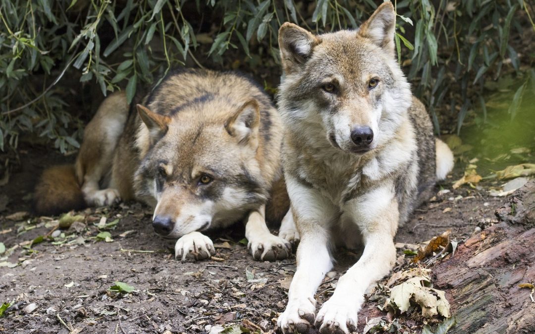 LUPI IN ALTO ADIGE: TAR BOLZANO ACCOGLIE ISTANZA DELLE ASSOCIAZIONI E SOSPENDE AUTORIZZAZIONE ALL’ ABBATTIMENTO