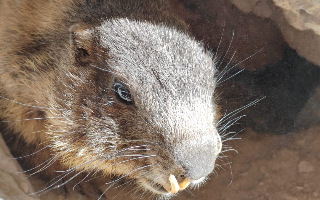 EMERGENZA MARMOTTE IN VAL DI FASSA: SI È ATTIVATO IL RESPONSABILE LEAL FAUNA SELVATICA