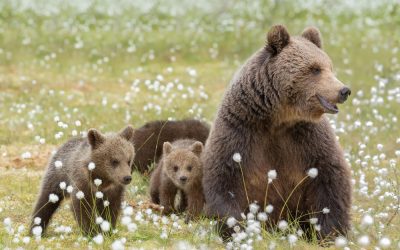 L’Orsa Amarena ed un mondo che non cambia – Il PNALM, un parco nazionale o dei divertimenti?