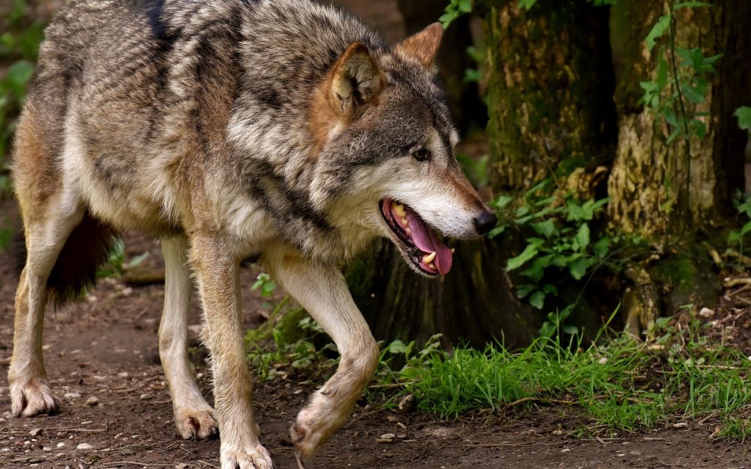 LUPI IN ALTO ADIGE: ANIMALI SALVI, NUOVA VITTORIA DELLE ASSOCIAZIONI AL TRGA (TRIBUNALE REGIONALE DI GIUSTIZIA AMMINISTRATIVA)