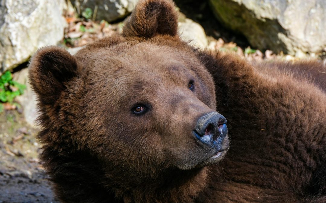 UN’ ORSA È STATA CATTURATA E RADIOCOLLARATA A VERMIGLIO TRENTO. LEAL: “SORVEGLIAMO LA SITUAZIONE PRONTI A INTERVENIRE LEGALMENTE”