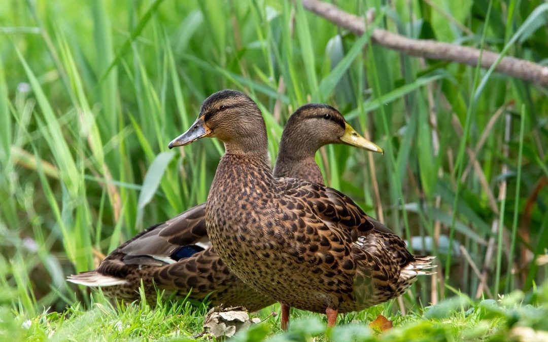 LEAL – GLI ANIMALI SELVATICI NON DEVONO ESSERE ALIMENTATI DALL’UOMO: ECCO PERCHÉ