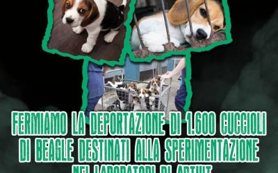 VIVISEZIONE: LEAL PRESENTE A VERONA AL PRESIDIO PER I 1600 CUCCIOLI DI BEAGLE DI APTUIT