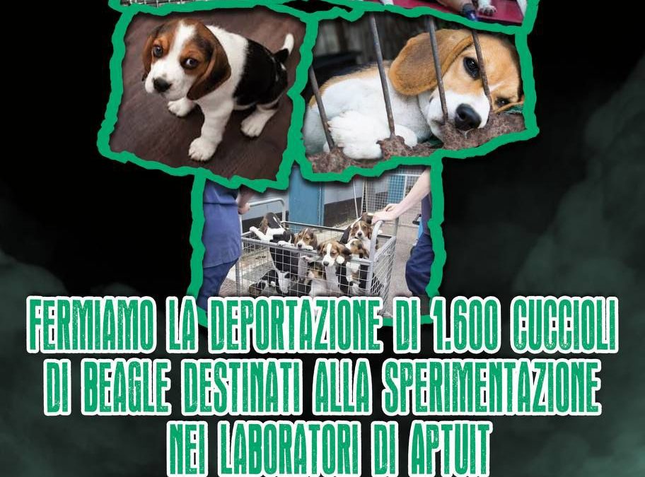 VIVISEZIONE: LEAL PRESENTE A VERONA AL PRESIDIO PER I 1600 CUCCIOLI DI BEAGLE DI APTUIT