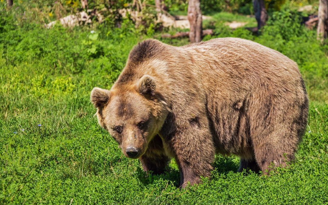 UN ALTRO ORSO CONDANNATO A MORTE DOPO IL CASO  DEL FUNGAIOLO FERITO? FACCIAMO ACCESSO AGLI ATTI