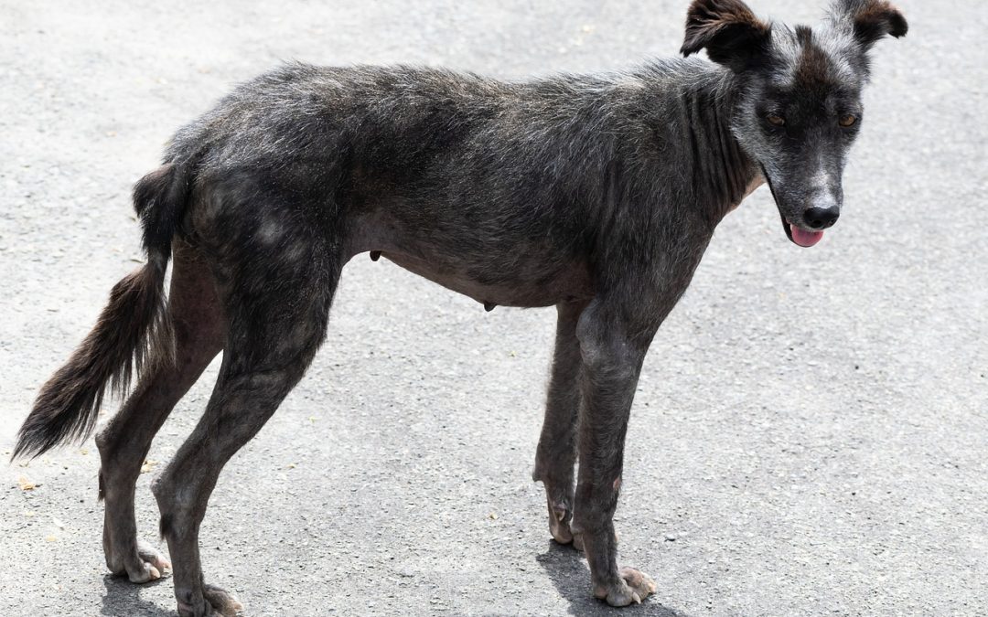 CANI RANDAGI E LUPI: IL SISTEMA GESTISCE E VUOLE CONTENERE SOLO I GRANDI CARNIVORI