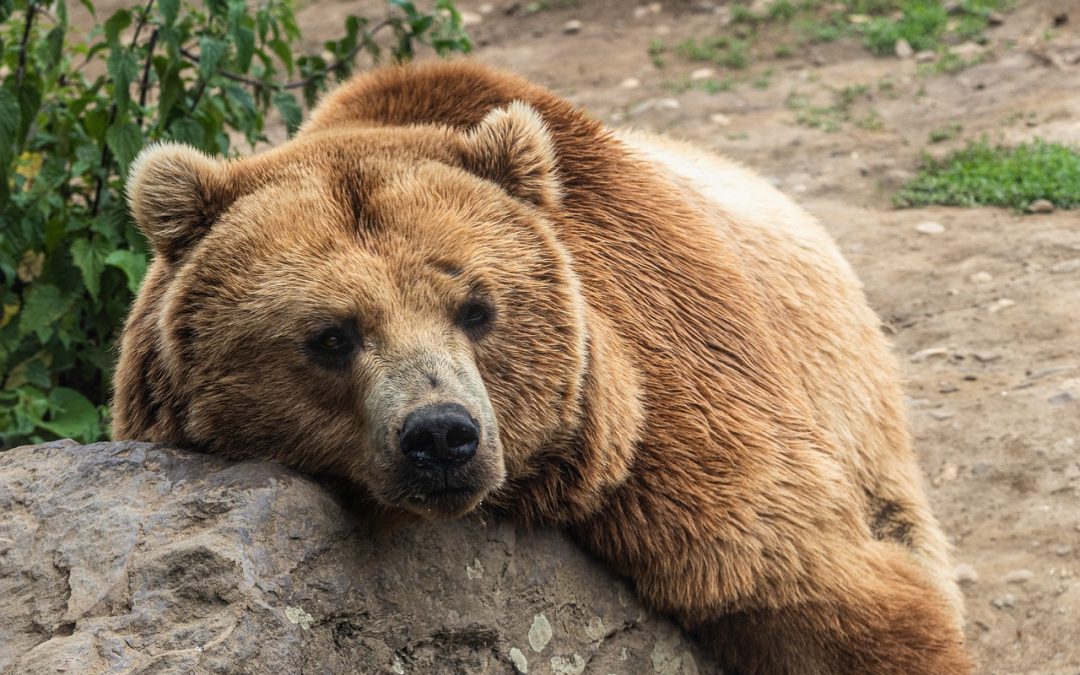 UN ALTRO ORSO TROVATO MORTO IN TRENTINO. LEAL ATTENDE L’IDENTIFICAZIONE DELL’INDIVIDUO E L’ESITO DELL’ESAME AUTOPTICO