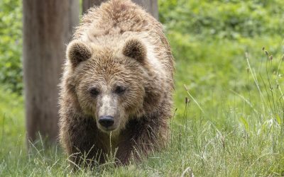 Incontro ravvicinato di un fungaiolo con un orso in Trentino anche questo un evento che si poteva evitare?