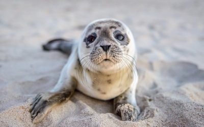 LEAL: NO ALLA VENDITA DEI PRODOTTI DI FOCA. SÌ ALLA PROTEZIONE DELLE FOCHE