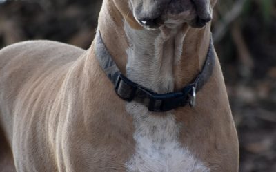 LA FAMIGLIA CERCA DISPERATAMENTE ETTORE E LO TROVA RIDOTTO IN FIN DI VITA A COLPI DI BASTONE. LEAL DENUNCIA