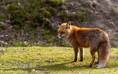 LEGGE VENATORIA LOMBARDA UN ATTENTATO ALLA FAUNA SELVATICA E ALLA BIODIVERSITÀ