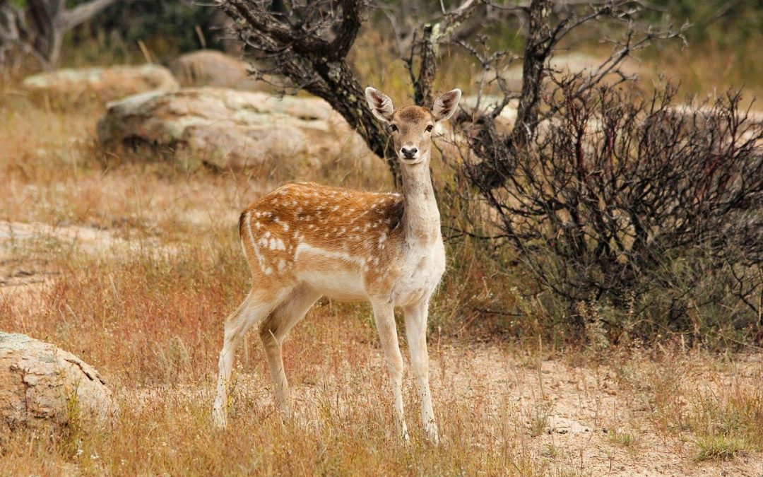 LEAL A SCUOLA PER FAR CONOSCERE AI RAGAZZI GLI ANIMALI SELVATICI