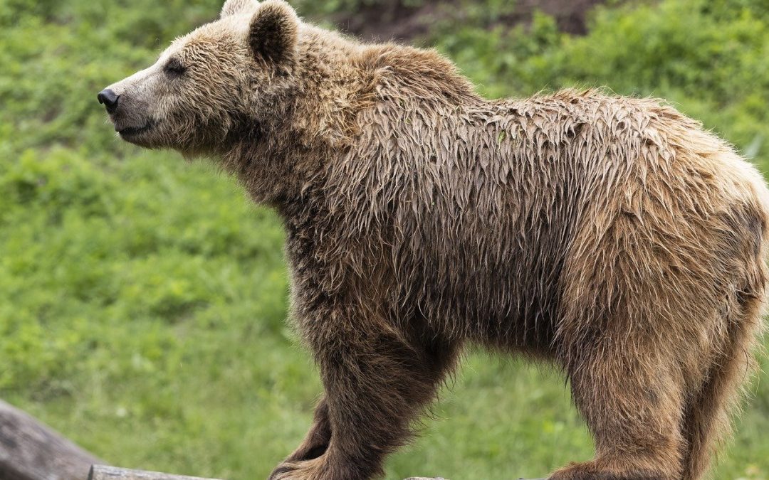 UCCISIONE ORSO M91 LEAL DENUNCIA FUGATTI E FA ACCESSO AGLI ATTI