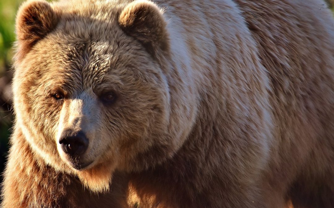 ERA M44 L’ORSO TROVATO MORTO IL 30 SETTEMBRE 2024. UN ALTRO ORSO UCCISO A TRADIMENTO SUL TERRITORIO TRENTINO