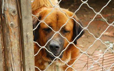 DASPO CINOFILO UN PROVVEDIMENTO DA COPIARE A CONTRASTO DEL MALTRATTAMENTO ANIMALE