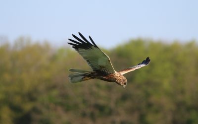 Collaborazione tra Ente Gestore della Riserva Naturale delle Torbiere del Sebino e Beretta S.p.a,