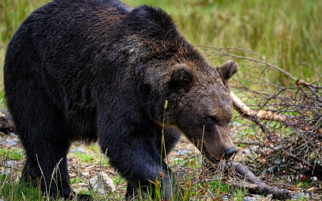 UCCISO NELLA NOTTE L’ORSO M91. LEAL, LEIDA E OIPA: “VOGLIAMO GIUSTIZIA”