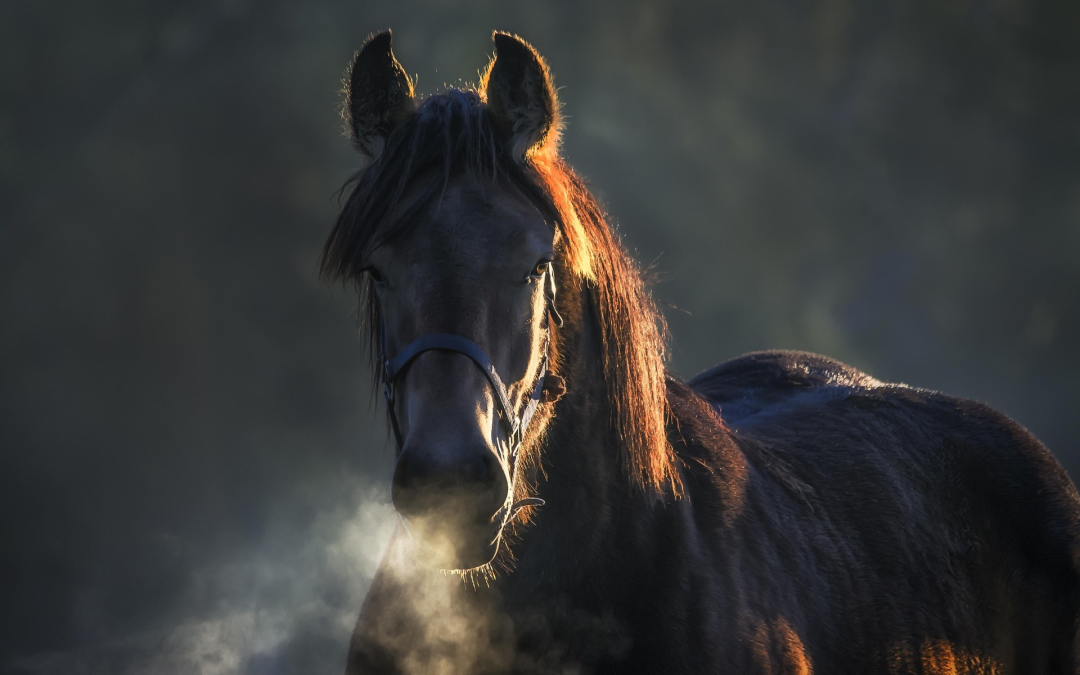 MORTO UN CAVALLO DURANTE LA FESTA DI SANT’ANTONIO AD ANGUILLARA SABAZIA LEAL VALUTA AZIONI LEGALI