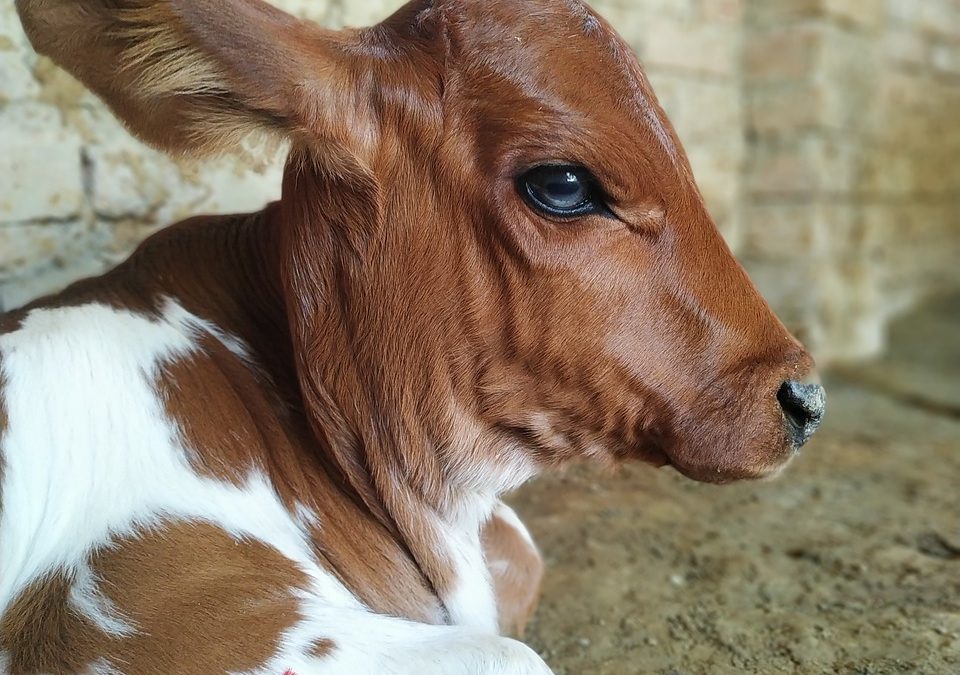 LA MUCCA HILDA MODIFICATA GENETICAMENTE PER PRODURRE POCO METANO RIMANE UN ANIMALE SFRUTTATO