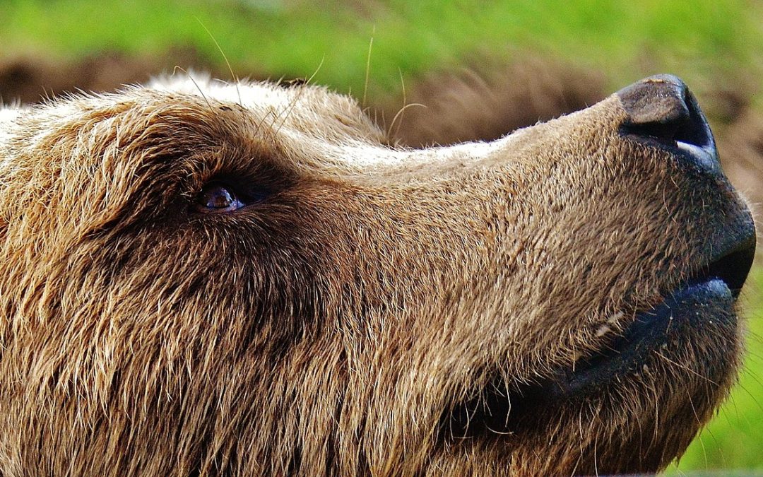 COME STANNO GLI ORSI DEL TRENTINO?