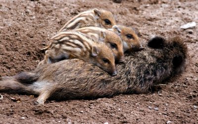 LEAL CONTRO L’ABBATTIMENTO DEI CINGHIALI PROGRAMMATO PER IL 5 GENNAIO NEL PARCO DELL’AVETO GENOVA: “DIFENDIAMO LA FAUNA SELVATICA”