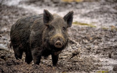 COMUNICATO CONGIUNTO ENPA,  LAV,  LEAL,  LEGAMBIENTE,  LIDA,  LIPU,  OIPA,  PAN  (PRO NATURA ANIMALI),  PRO  NATURA  TORINO E  SOS  GAIA