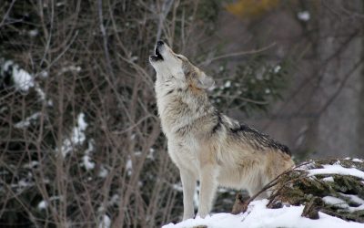 IL MERAVIGLIOSO MONDO DEI LUPI