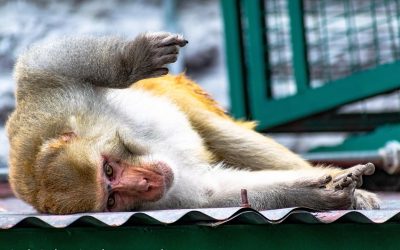 LEAL E OIPA CHIEDONO IL SEQUESTRO DEI MACACHI DETENUTI PRESSO UNIFE: “CI COSTITUIREMO PARTE CIVILE”