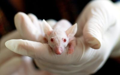 L’IMPEGNO DI LEAL: LA RICERCA BIOMEDICA HUMAN BASED PER UN FUTURO SENZA ANIMALI NEI LABORATORI