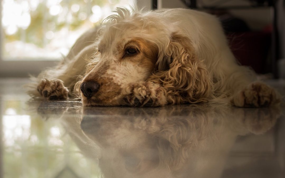 CANE ABBANDONATO IN UN CASSONETTO A TORINO. LEAL: “DENUNCEREMO”