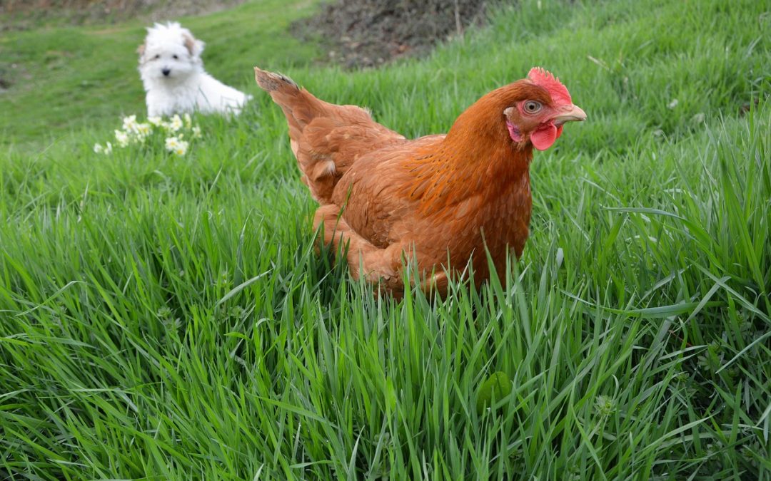 RIVOLUZIONE CRUELTY FREE PER ANIMALI DOMESTICI: A LONDRA I PRIMI BOCCONCINI PER CANI A BASE DI CARNE COLTIVATA