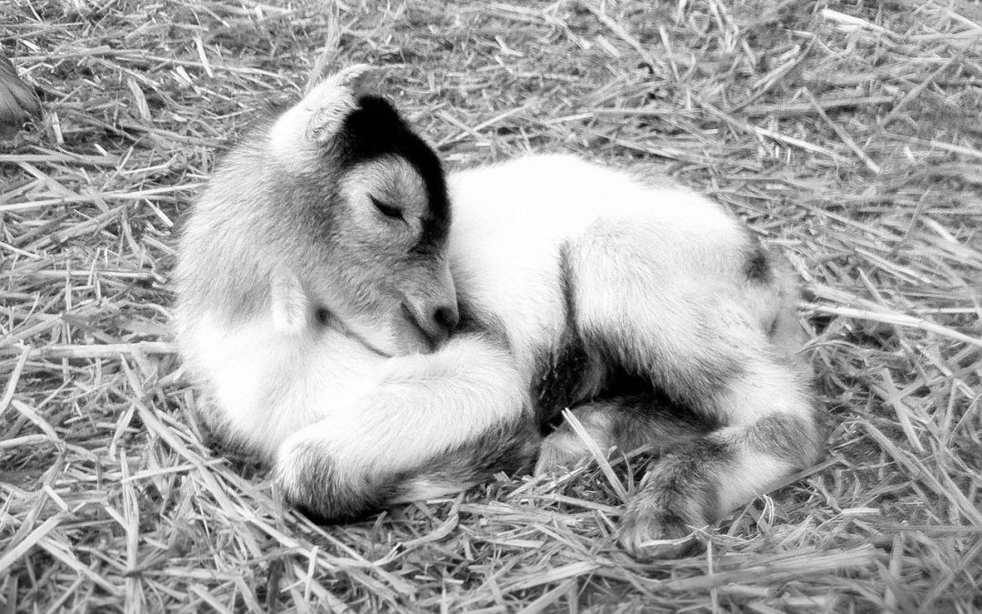 ANAGNI, NUOVE INDAGINI SULL’UCCISIONE DELLA CAPRETTA. LEAL SODDISFATTA: “LA TUTELA DEGLI ANIMALI È UN DIRITTO”